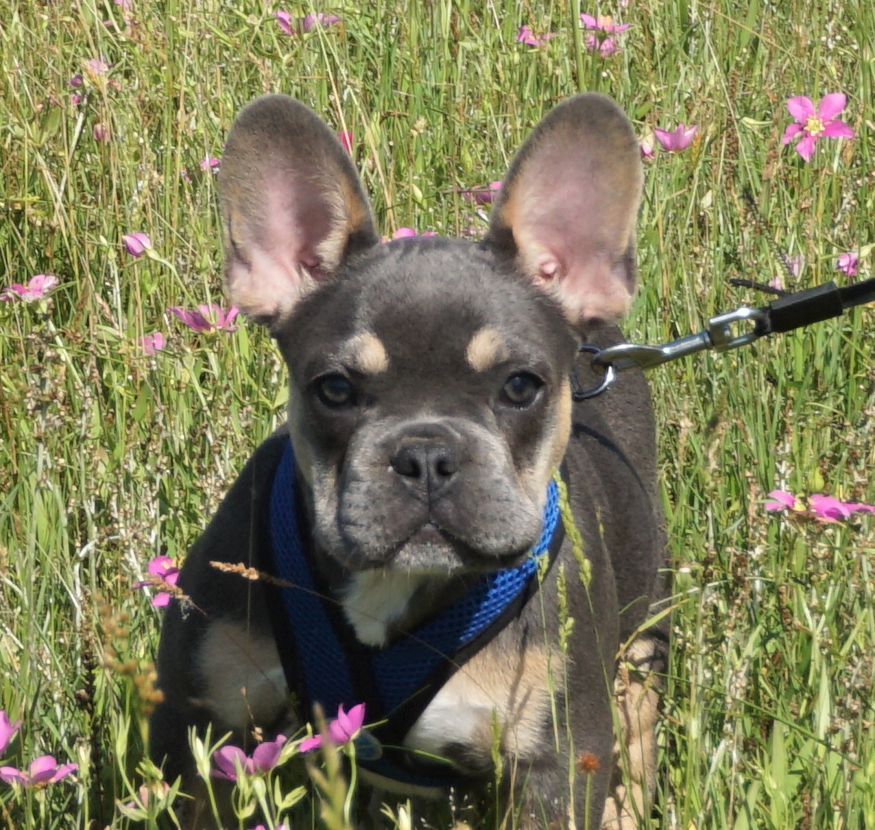 Santana Dark Lilac and Tan Male French Bulldog Babies