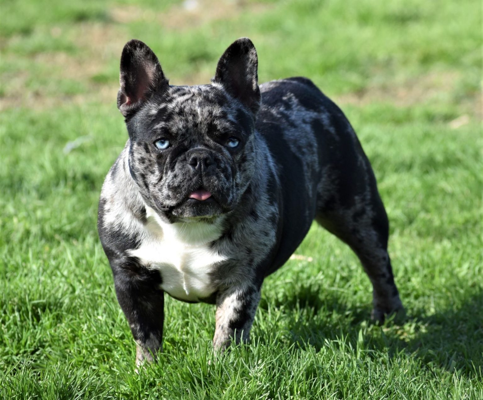 Top Merl French Bulldog in 2023 Check it out now 