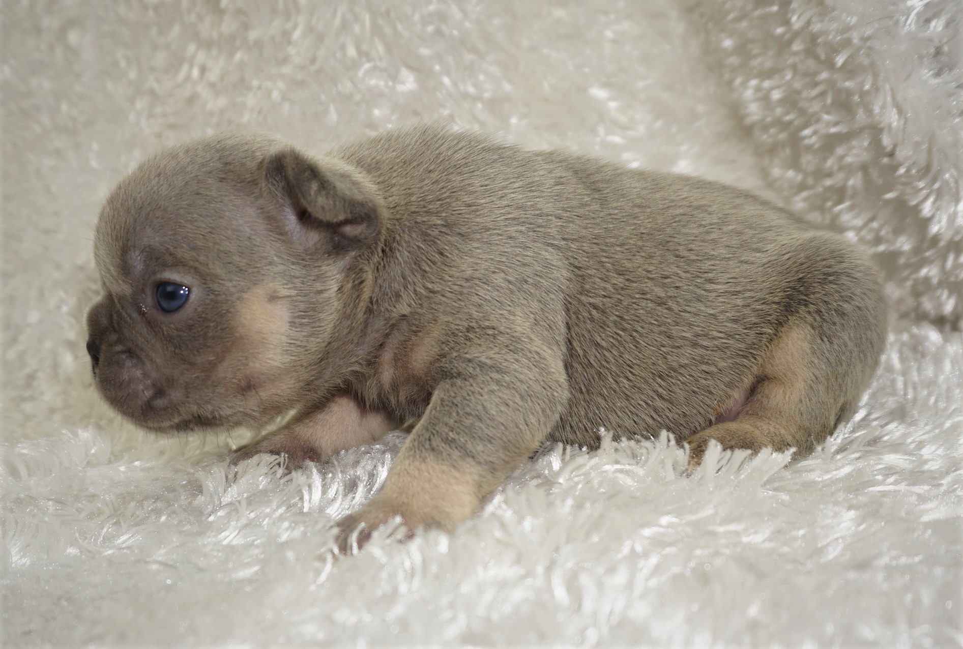 French Bulldog Puppies for Sale French Bulldog Babies