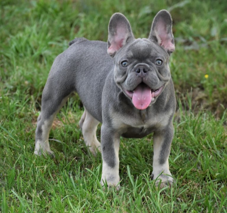 Great Lilac And Tan French Bulldog Price  Don t miss out 