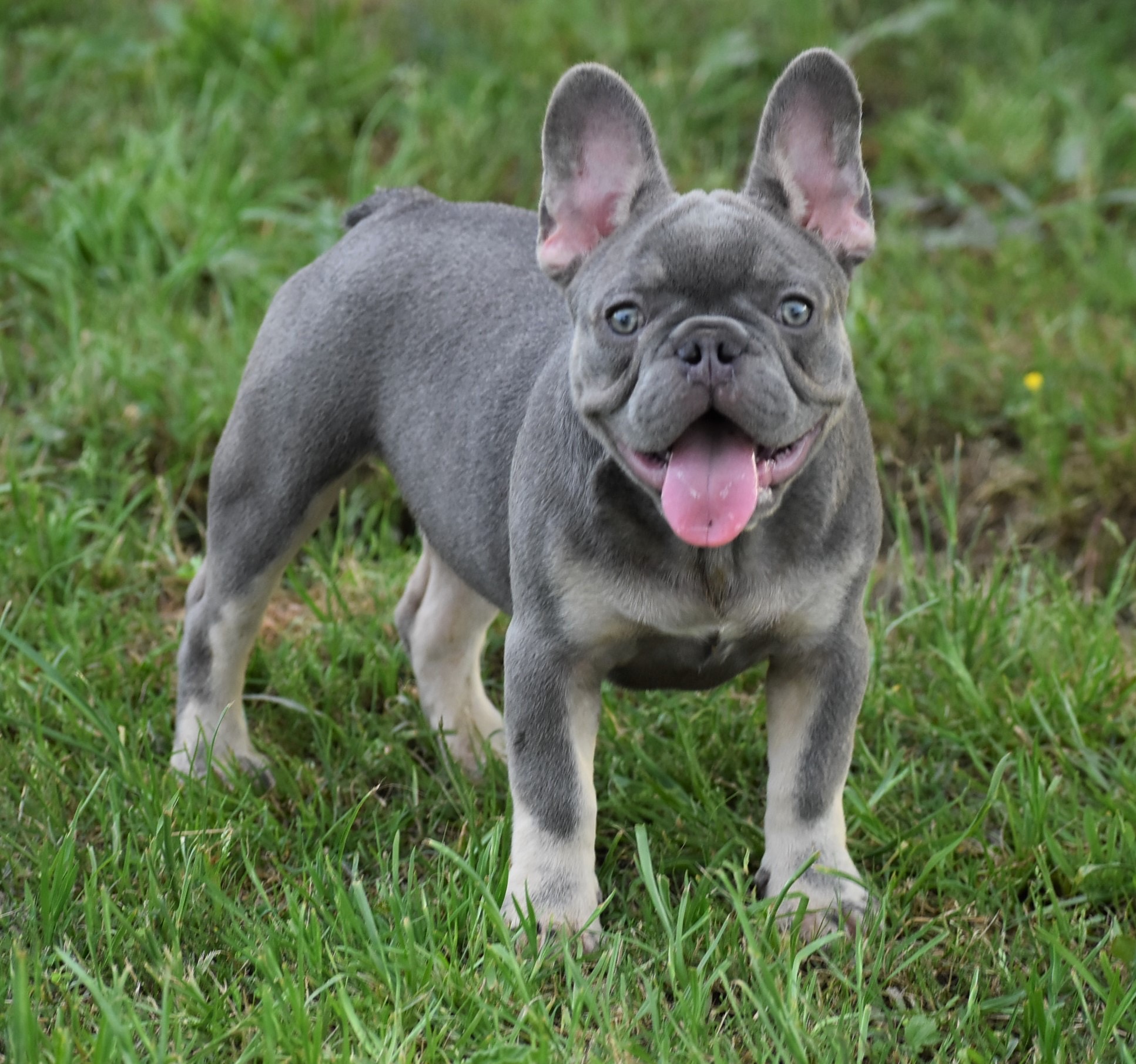 Lilac Tan Male French Bulldog Puppy For Sale - French Bulldog Babies