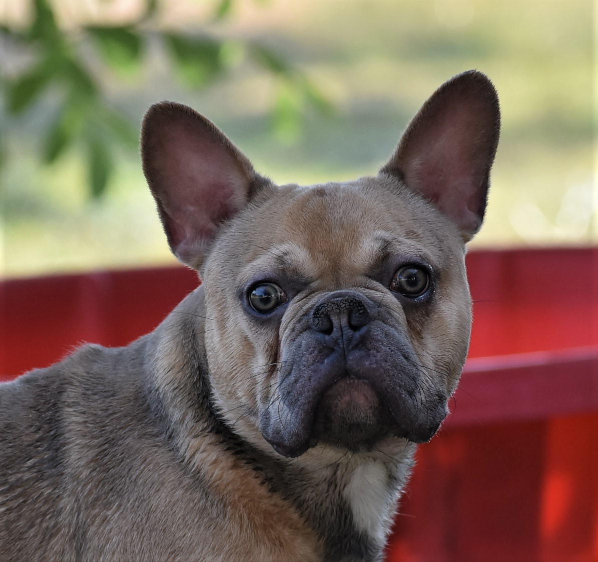 Thunder Lilac Fawn Male French Bulldog Babies