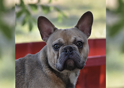 newborn lilac french bulldog