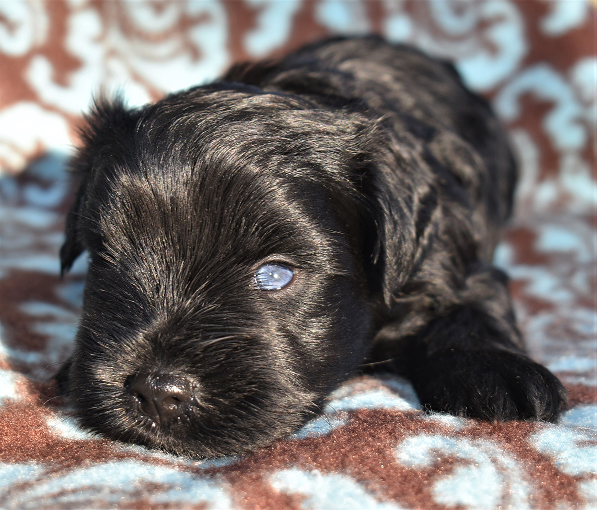 Teacup, Toy and Miniature Schnauzer Puppies for Sale