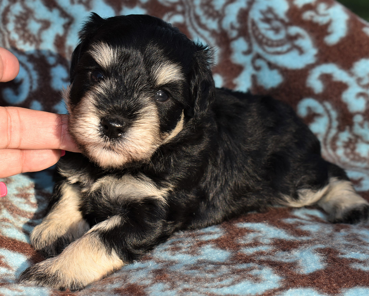 Teacup, Toy and Miniature Schnauzer Puppies for Sale