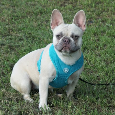 frenchbulldogbabies