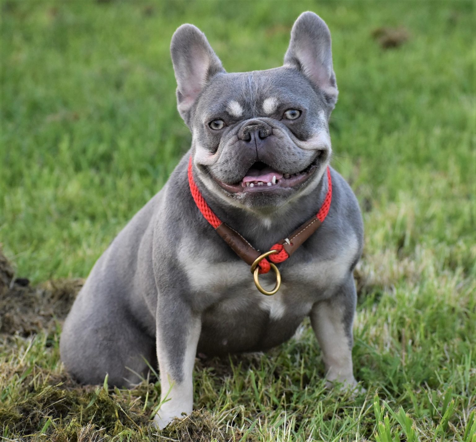 Hope - Lilac Tan Female - French Bulldog Babies