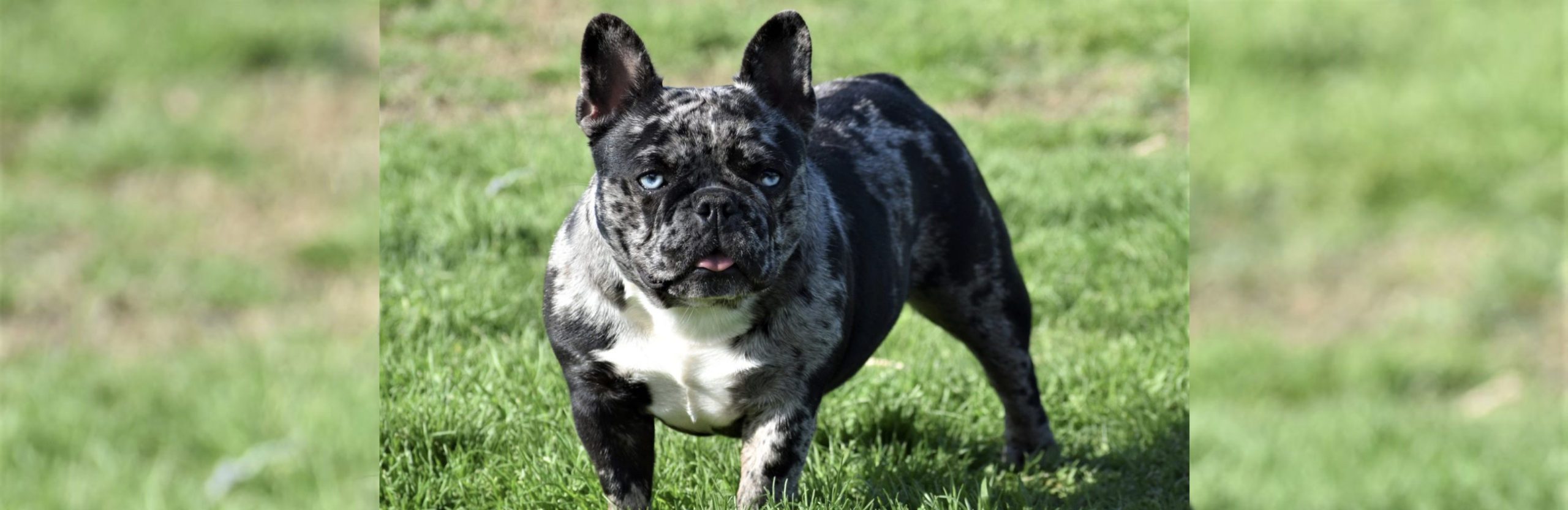 Best Harlequin Merle French Bulldog of all time Don t miss out | bulldogs
