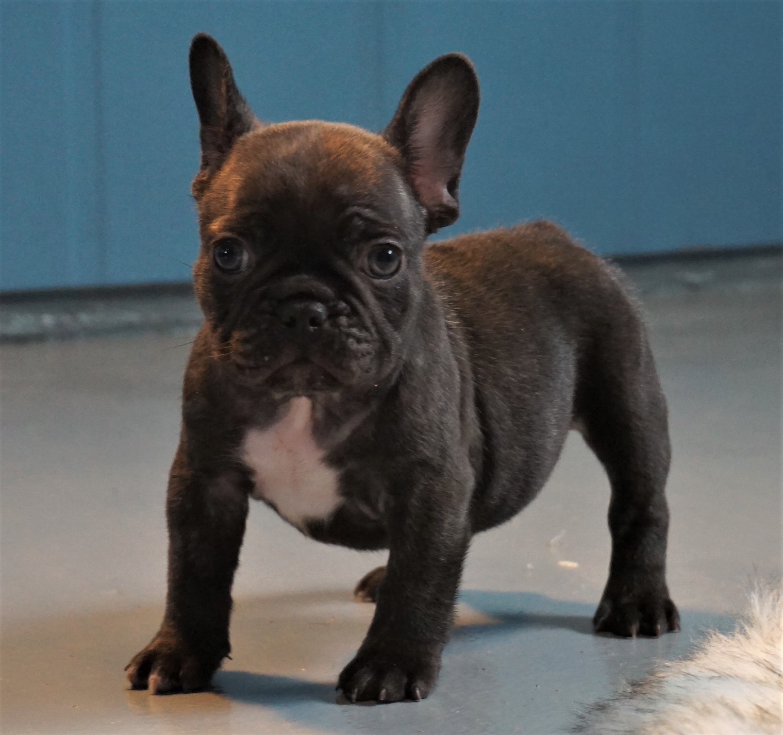 Lilac French Bulldog Puppy For Sale - Handsome Male Puppy