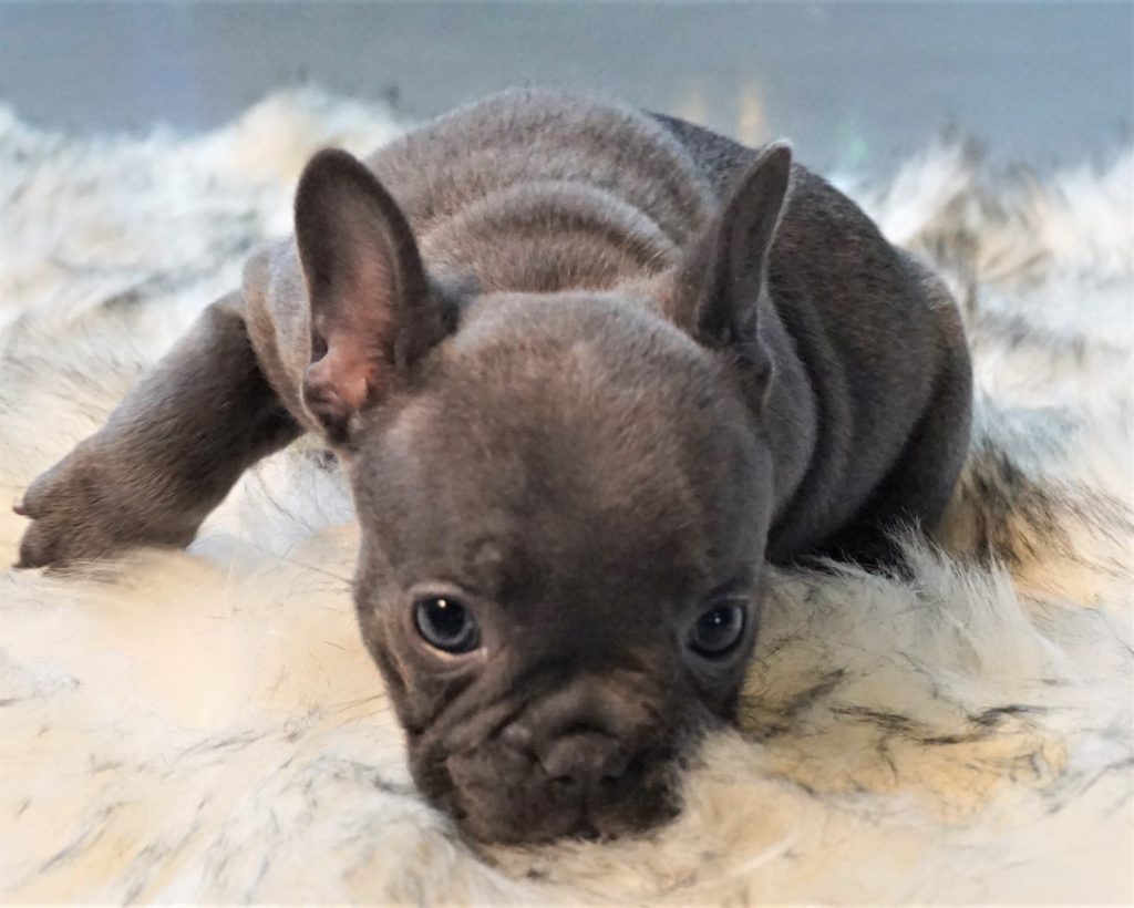 Lilac French Bulldog Puppy For Sale - Handsome Male Puppy