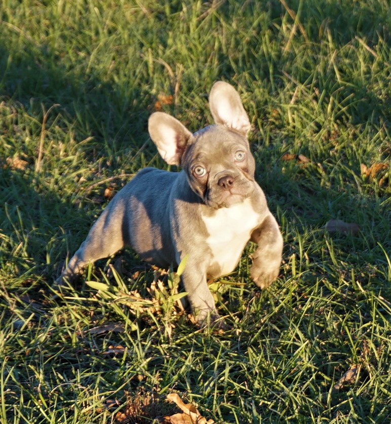 Lilac French Bulldog Puppy For Sale - Handsome Male Puppy