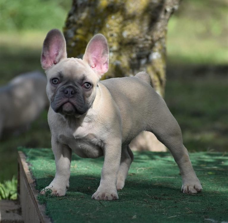 Lilac Fawn Male French Bulldog Puppy For Sale - French Bulldog Babies