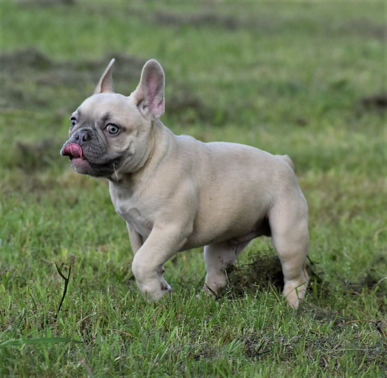 Amazing Lilac Brindle French Bulldog in the world Don t miss out | bulldogs