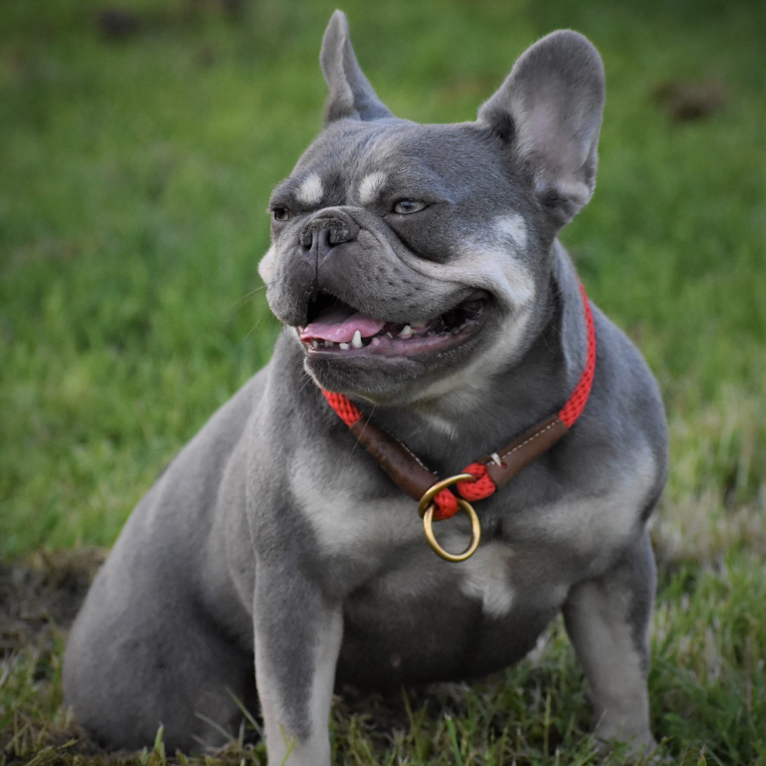 Hope - Lilac Tan Female - French Bulldog Babies