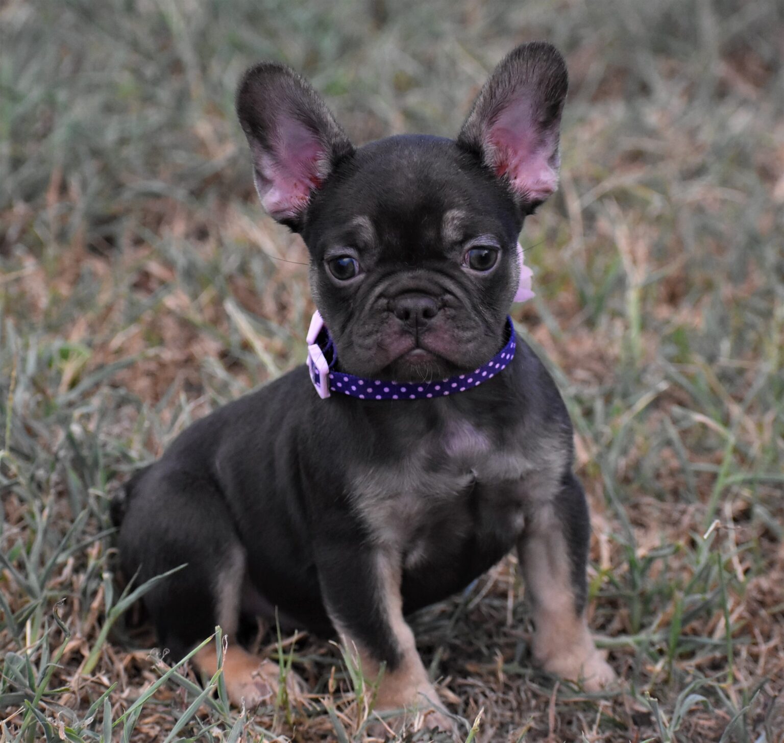 Hope & Koffee Litter – Chocolate Tan Female - French Bulldog Babies