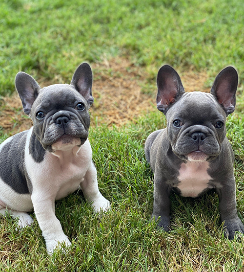 What Is A Blue Pied French Bulldog