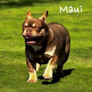 maui-boy